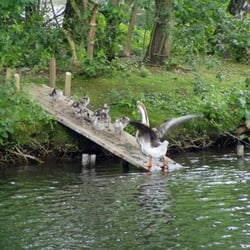 Insel im Unteren Teich