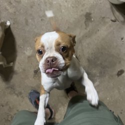 Red Barn Feed Store - One of the puppies up for adoption
