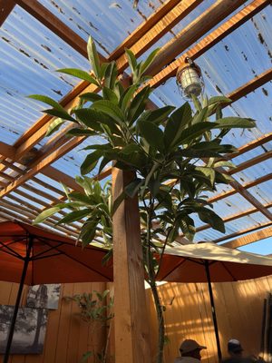 King of Kabab by null