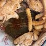 Photo of Huey Magoo's Chicken Tenders - Warner Robins