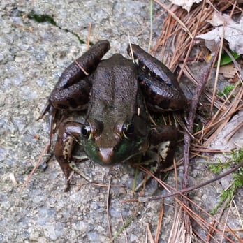 Freetown- Fall River State Forest - Frog near one of the watering holes. - Hiking Near Me - Assonet, Massachusetts Freetown- Fall River State Forest - Frog near one of the watering holes. - Hiking Near Me - Assonet, Massachusetts