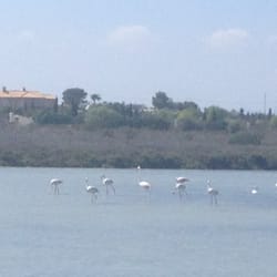 Parque Natural de las Salinas de Santa Pola - #Flamencos en El #Pinet #Elche #Elx