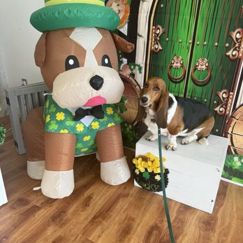 Unity Bulldogs Pet Grooming - St Patrick's Day theme 2024 - Pet Groomers Near Me - San Jose, California Unity Bulldogs Pet Grooming - St Patrick's Day theme 2024 - Pet Groomers Near Me - San Jose, California