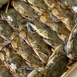 Schneider's Seafood + Meats - Soft shell crab