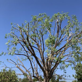 Millan Tree Service - Ash tree after fall trim - General Contractors Near Me Millan Tree Service - Ash tree after fall trim - General Contractors Near Me
