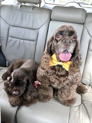 phone number for groomingdales