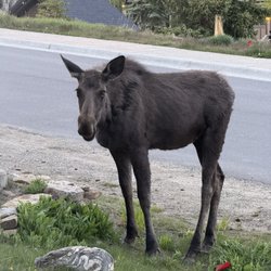 Grand Timber Lodge - Baby Moose that comes visiting the grand timber lodge
