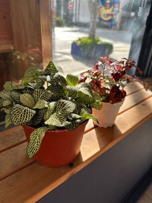 The Mellow Mission by null