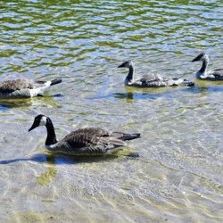 Houghton's Pond Recreation Area - Geese