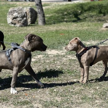 Black Anchor K9 - Pet Training Near Me Black Anchor K9 - Pet Training Near Me