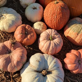 MrBones - Attraction Farms Near Me - Culver City, California MrBones - Attraction Farms Near Me - Culver City, California