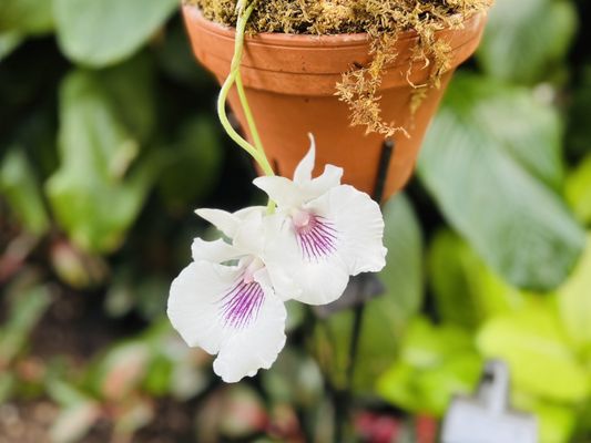 Olbrich Botanical Gardens by null