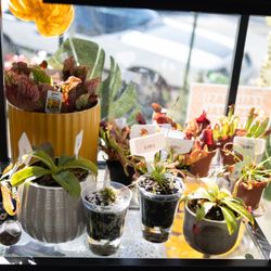 Leaf & Loot - carnivorous plant selection