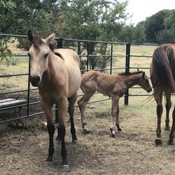 Rebecca Hubbard - Horses