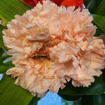 Miracle Flowers - By far, the worst quality of flowers I ever received - Florists Near Me - Folsom, California Miracle Flowers - By far, the worst quality of flowers I ever received - Florists Near Me - Folsom, California