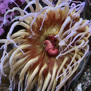 Seattle Aquarium - Aquariums Near Me - Seattle, Washington