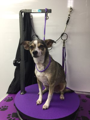 deena dees mobile pet spaw