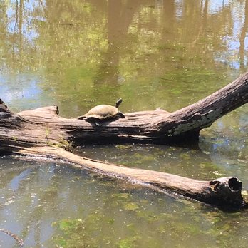 Shaw Nature Reserve - Cooter on log - Botanical Gardens Near Me - Gray Summit, Missouri