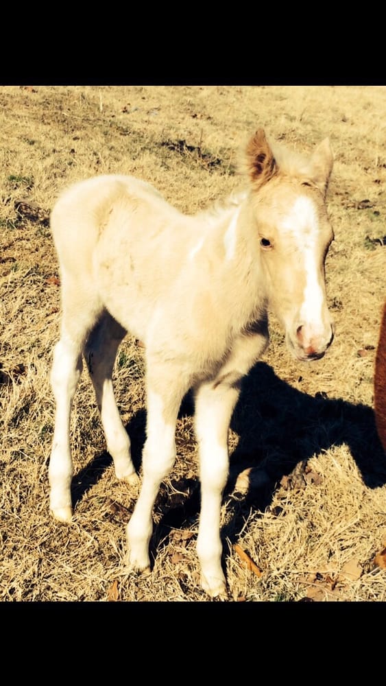 SENECA VETERINARY CLINIC Updated October 2024 3319 Kentucky Rd, Seneca, Missouri