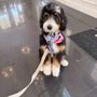 Yuppy Puppy Pet Spa