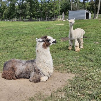 Clover Brooke Farm - Llama and an alpaca - Attraction Farms Near Me - Hyde Park, New York Clover Brooke Farm - Llama and an alpaca - Attraction Farms Near Me - Hyde Park, New York