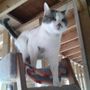 Photo of Chilliwack Animal Safe Haven