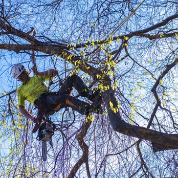 Arborist Now - Tree Services Near Me - San Francisco, California Arborist Now - Tree Services Near Me - San Francisco, California