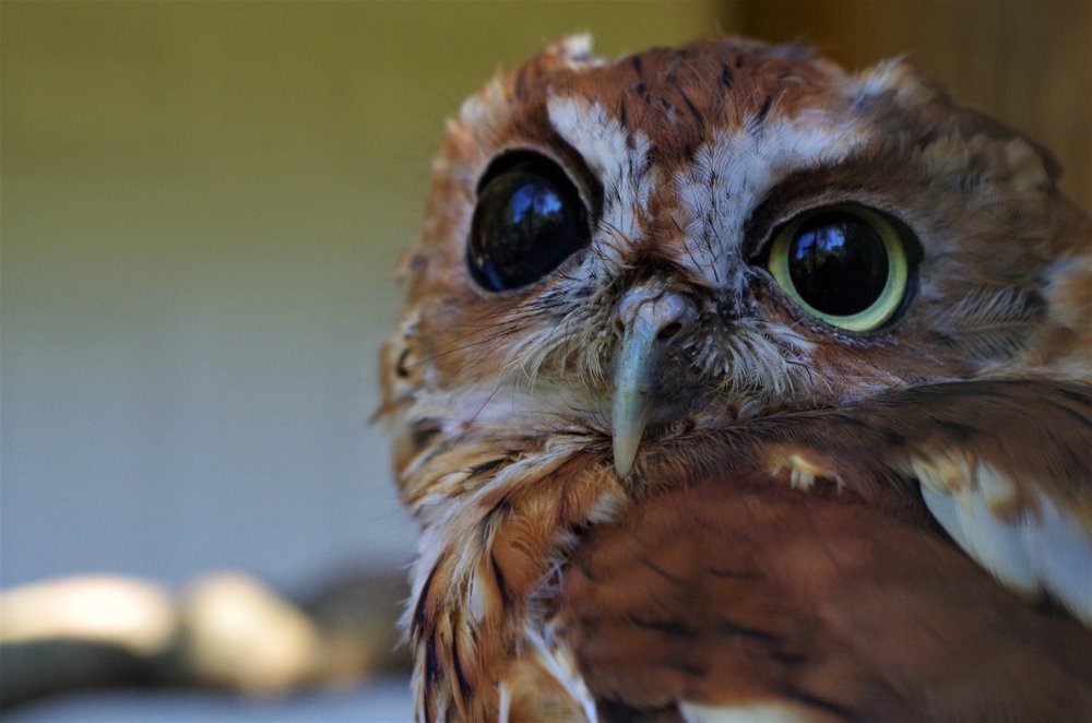Bear Creek Nature Center - social services organization in Chattahoochee Hills, GA
