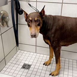 Stinky RubyDoo getting a shower with warm water!