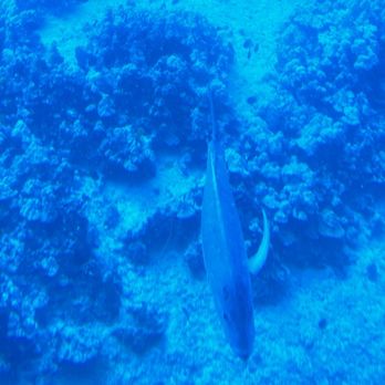 Atlantis Submarines Waikiki - Kids Activities Near Me - Honolulu, Hawaii
