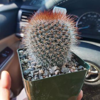 California Cactus Center - New mammillaria for my collection from California cactus center. - Nurseries & Gardening Near Me - Pasadena, California California Cactus Center - New mammillaria for my collection from California cactus center. - Nurseries & Gardening Near Me - Pasadena, California