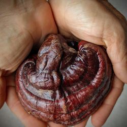 Big Island Oriental Medicine - Reishi, one of the most prized adaptogenic Chinese herbs