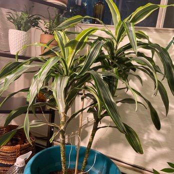 PetAl - Dracena - Home & Garden Near Me - Philadelphia, Pennsylvania PetAl - Dracena - Home & Garden Near Me - Philadelphia, Pennsylvania
