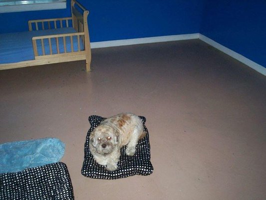 my spoiled pet resort and spa