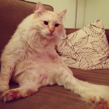 RockStar Rover - Magnus BEFORE his haircut with Rockstar Rover. See? He's a total slob who doesn't even know how to sit up straight. - Pet Groomers Near Me