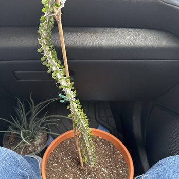 Evergreen Garden - Here's my lovely cactus going to his new home - Nurseries & Gardening Near Me - San Antonio, Texas