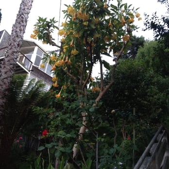 Filbert Steps - Many beautiful flowers along your walk. - Local Flavor Near Me - San Francisco, California Filbert Steps - Many beautiful flowers along your walk. - Local Flavor Near Me - San Francisco, California