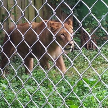 Catoctin Wildlife Preserve - Lion den - Zoos Near Me - Thurmont, Maryland Catoctin Wildlife Preserve - Lion den - Zoos Near Me - Thurmont, Maryland