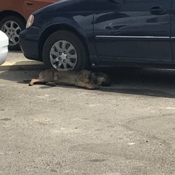 City Market - Rez dogs pretty much live in the parking lot
