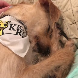 One tired pup home from his Kickapoo Ranch vacation!