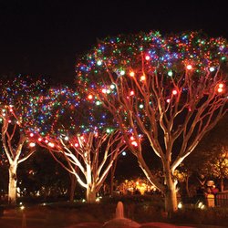 Arizona Christmas Lights - Multi-Color Tree Lighting Project