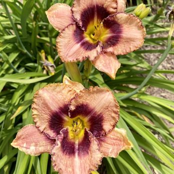Horton Iris Garden - 05.31.20 Daring Deception - Attraction Farms Near Me - Loomis, California