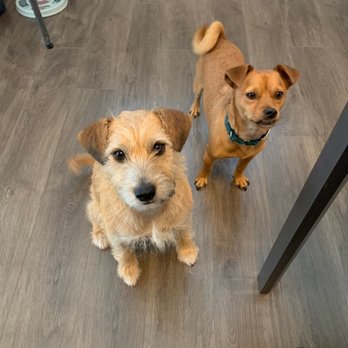 Southwest HVAC - The house is now comfortably warm, the dogs are thankful too! - Heating & Air Conditioning/HVAC Near Me - Downey, California Southwest HVAC - The house is now comfortably warm, the dogs are thankful too! - Heating & Air Conditioning/HVAC Near Me - Downey, California