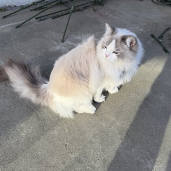 Catastrophe Cat Grooming - Dumpling (dumpy) - Pet Groomers Near Me - Livermore, California