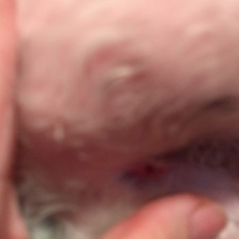 Beachside Grooming - I found this cut on my dog after I had taken him home. - Pet Sitting Near Me - Edgewater, Florida Beachside Grooming - I found this cut on my dog after I had taken him home. - Pet Sitting Near Me - Edgewater, Florida
