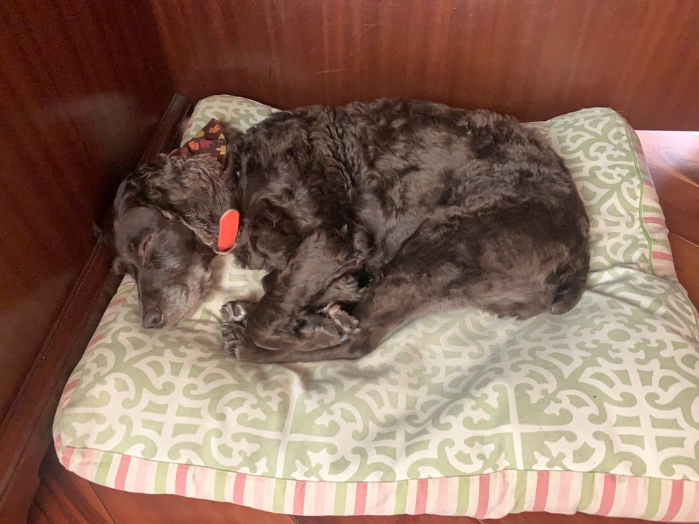 TIDEWATER ANIMAL CLINIC Updated July 2024 19 Reviews 542 E