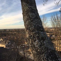 Branching Out Tree Service - Up in a tree over looking Madison Alabama