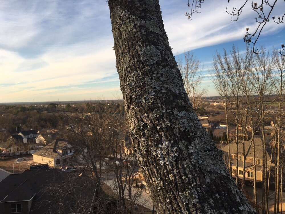 Branching Out Tree Service - tree service in Madison, AL