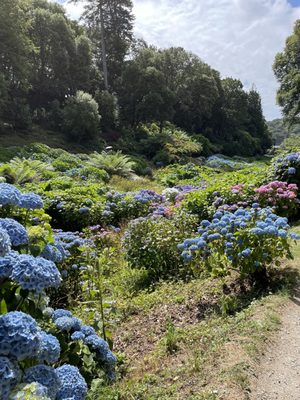 Trebah Garden by null
