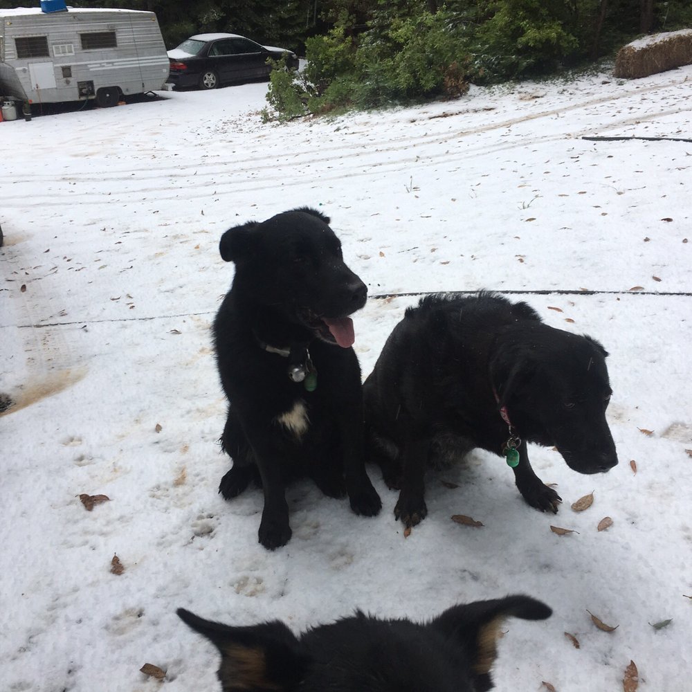 Pups after the hailstorm Pups after the hailstorm